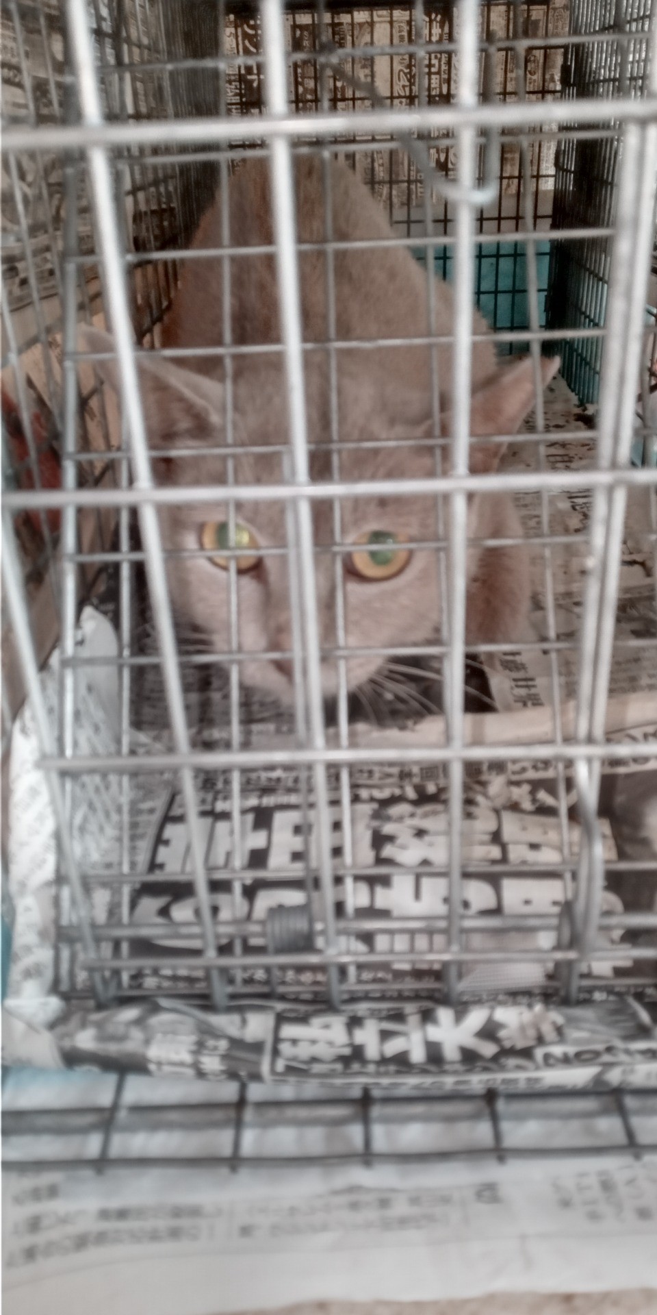 左耳に耳カット