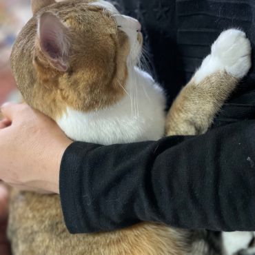 人間は暖かいにゃー