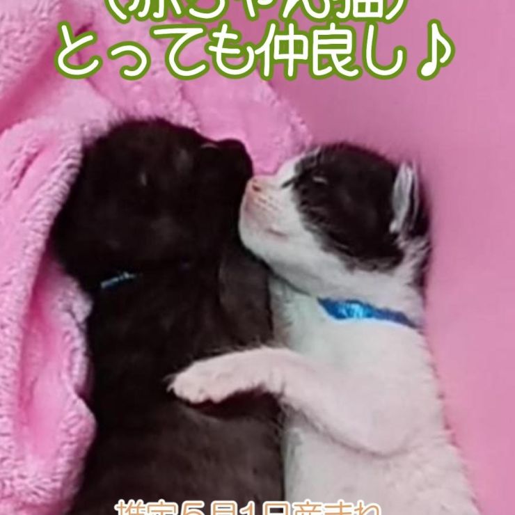 仲良し兄弟