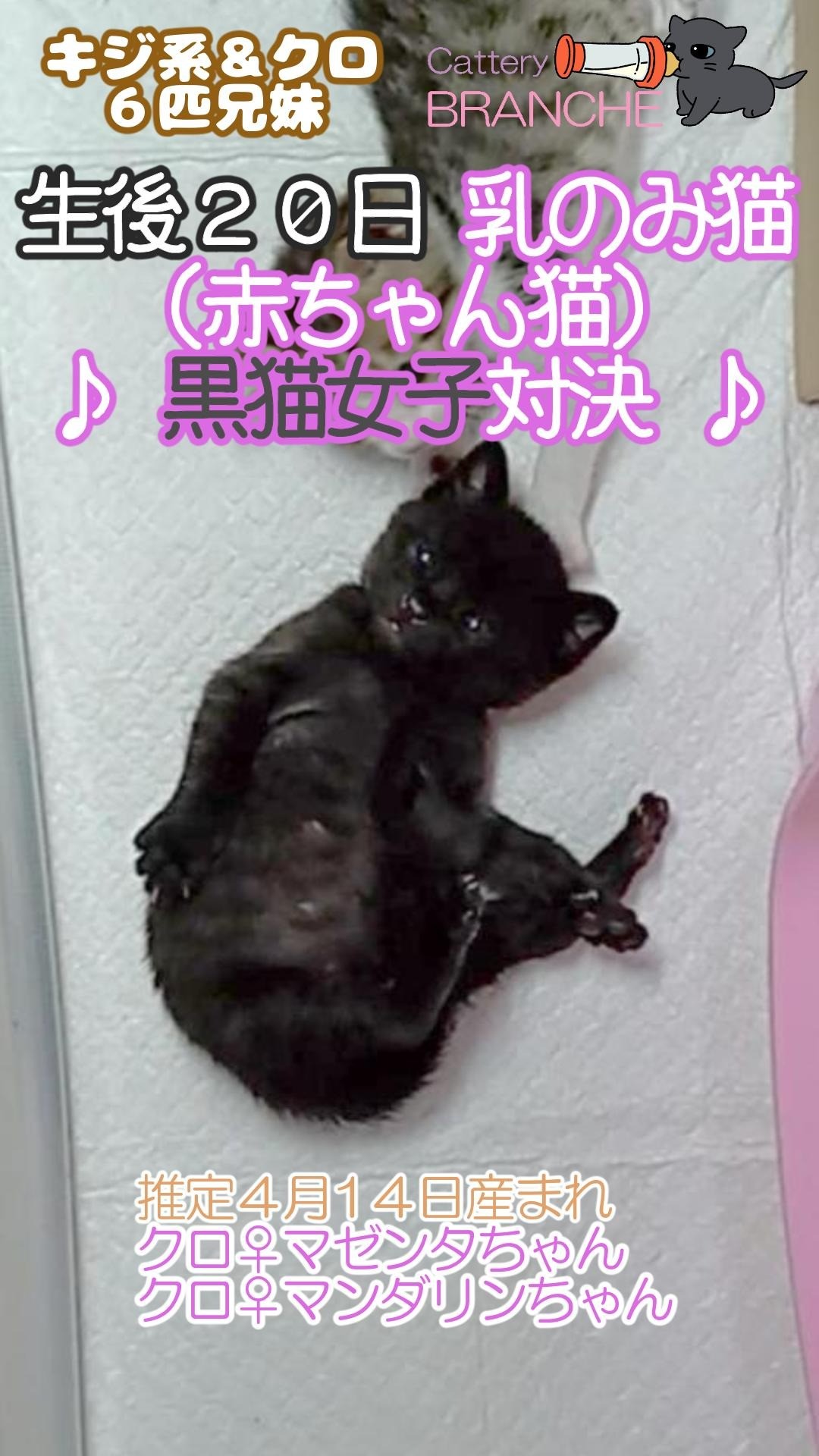 個性的な可愛さの黒猫対決＾＾