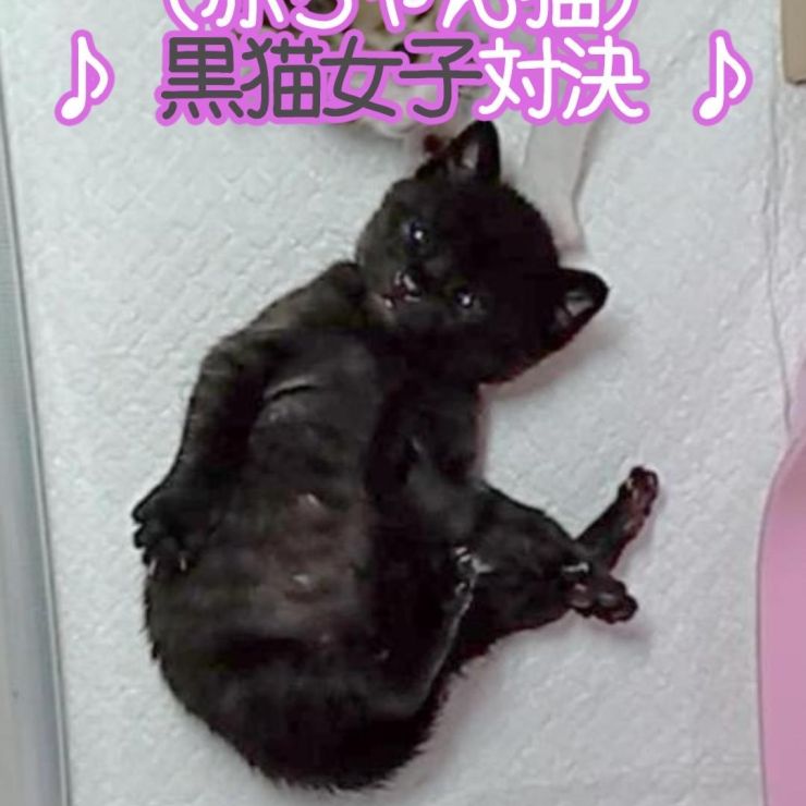 個性的な可愛さの黒猫対決^^
