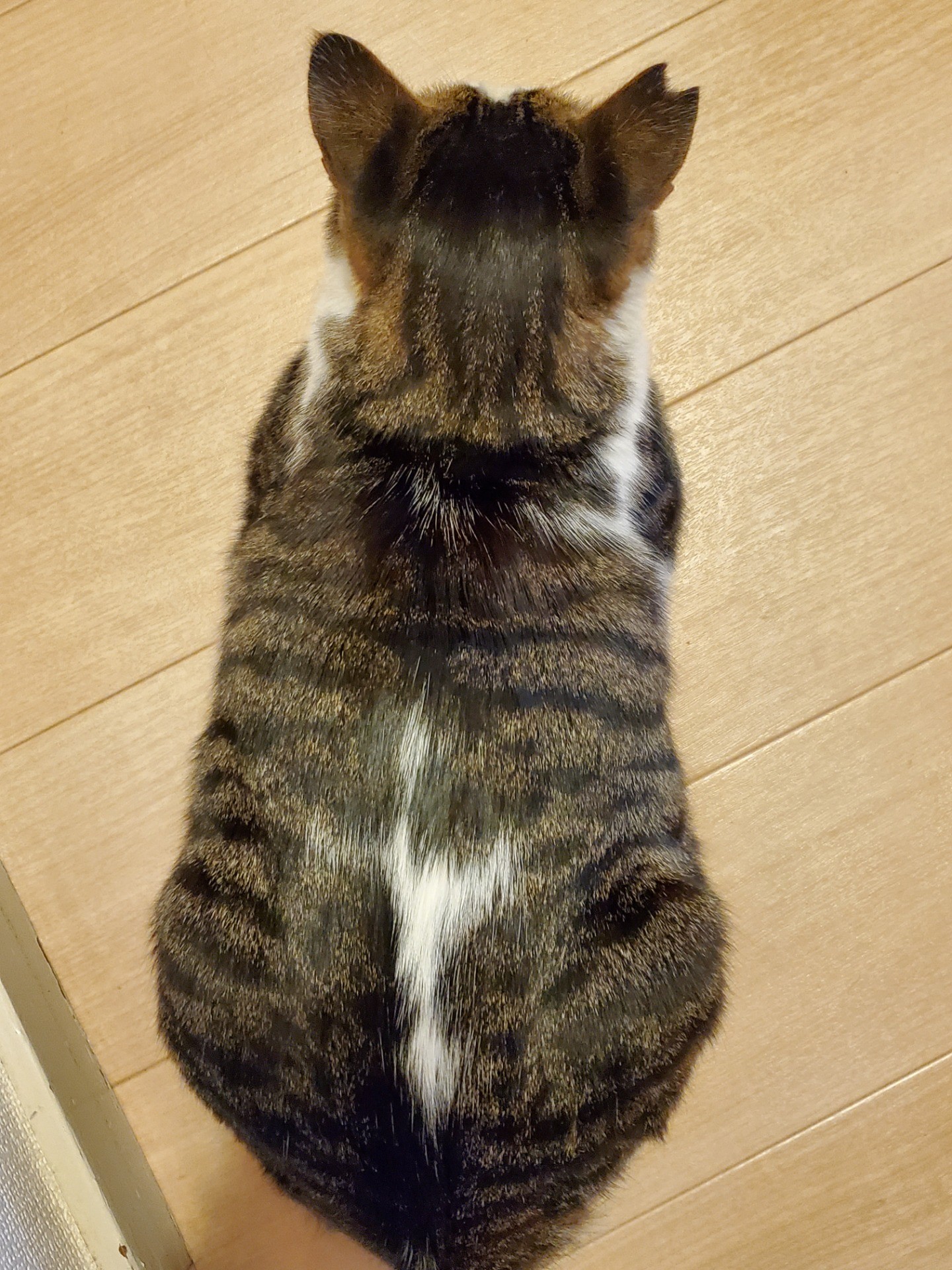 太ったペロちゃん