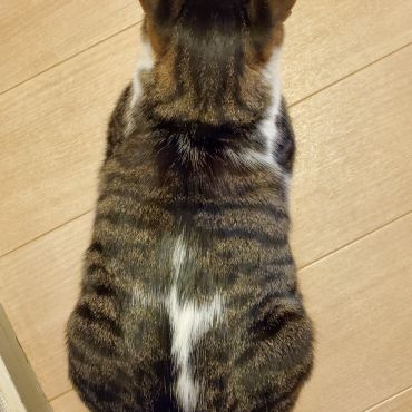 太ったペロちゃん