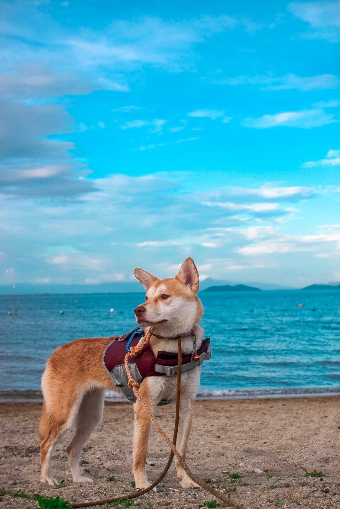 犬かきプロにもライフジャケット