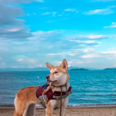 犬かきプロにもライフジャケット