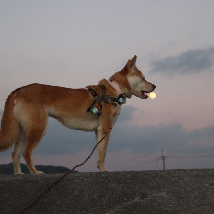 月食