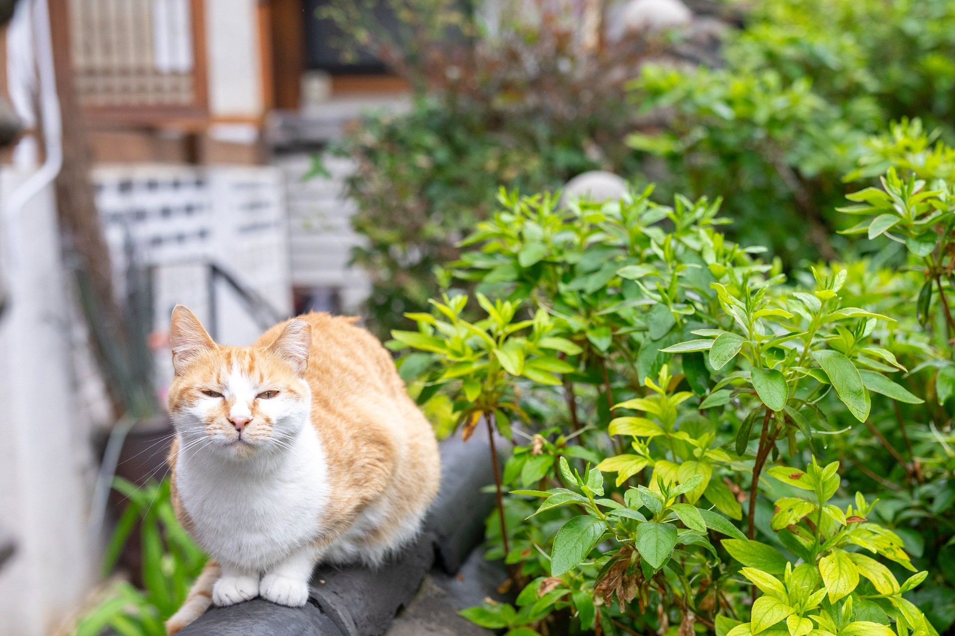 韓屋の猫
