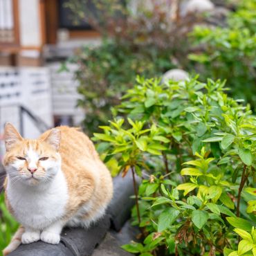 韓屋の猫