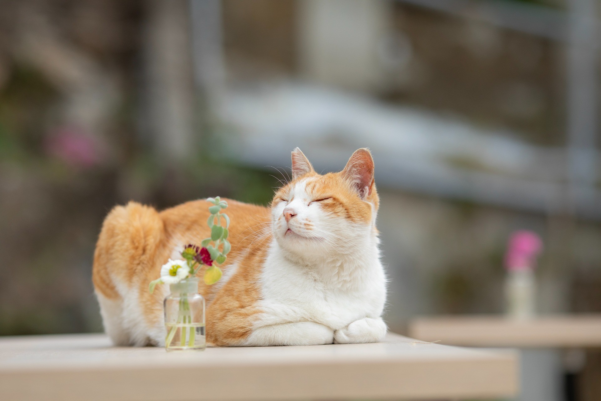 カフェの看板猫