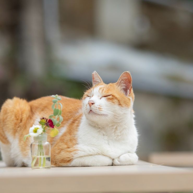 カフェの看板猫