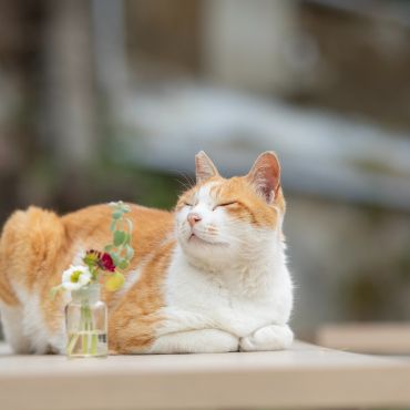 カフェの看板猫