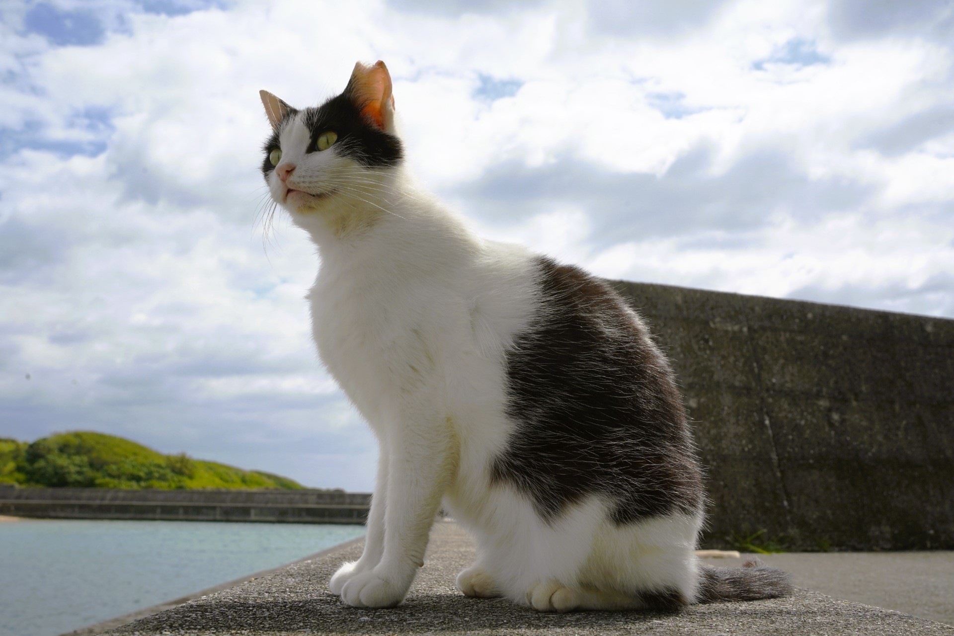 この地区のさくらねこ代表はワタシ！