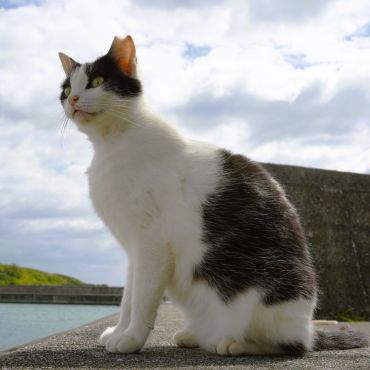 この地区のさくらねこ代表はワタシ！