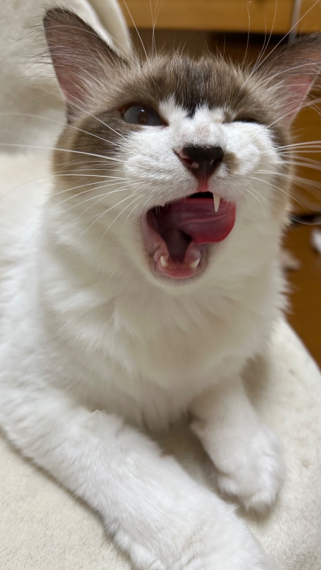 あいどるはくちゃん