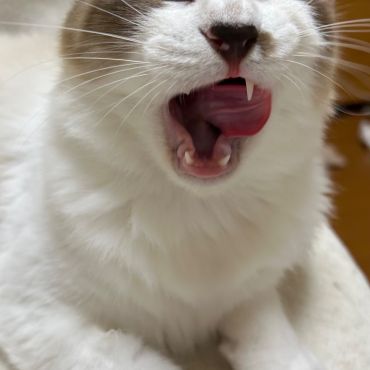 あいどるはくちゃん