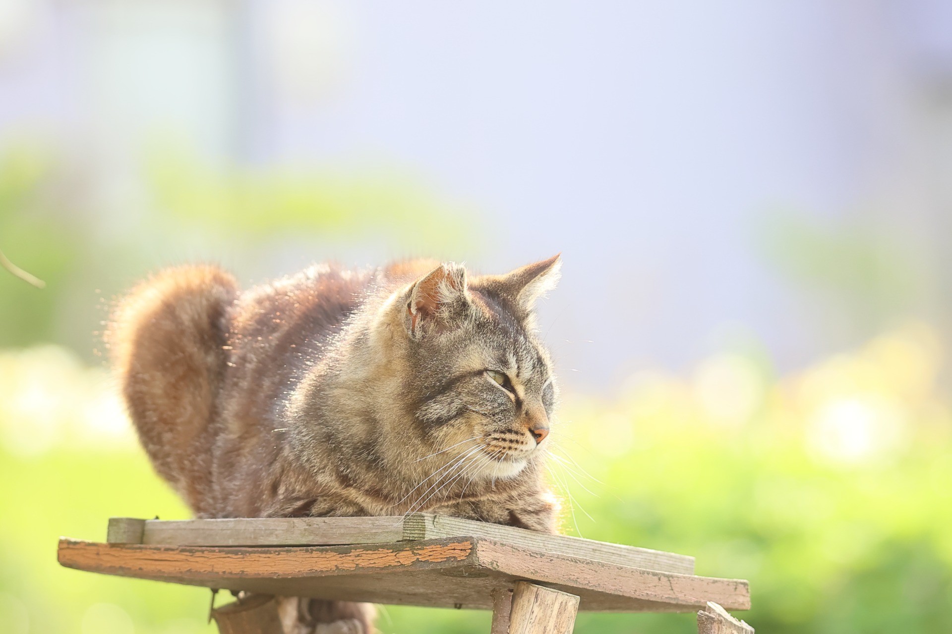健やかに