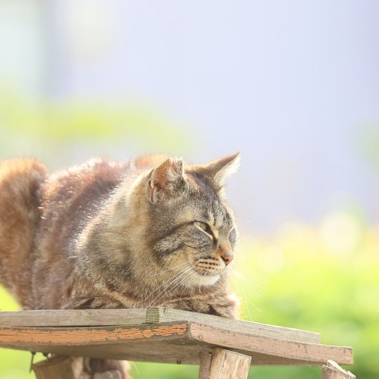 健やかに