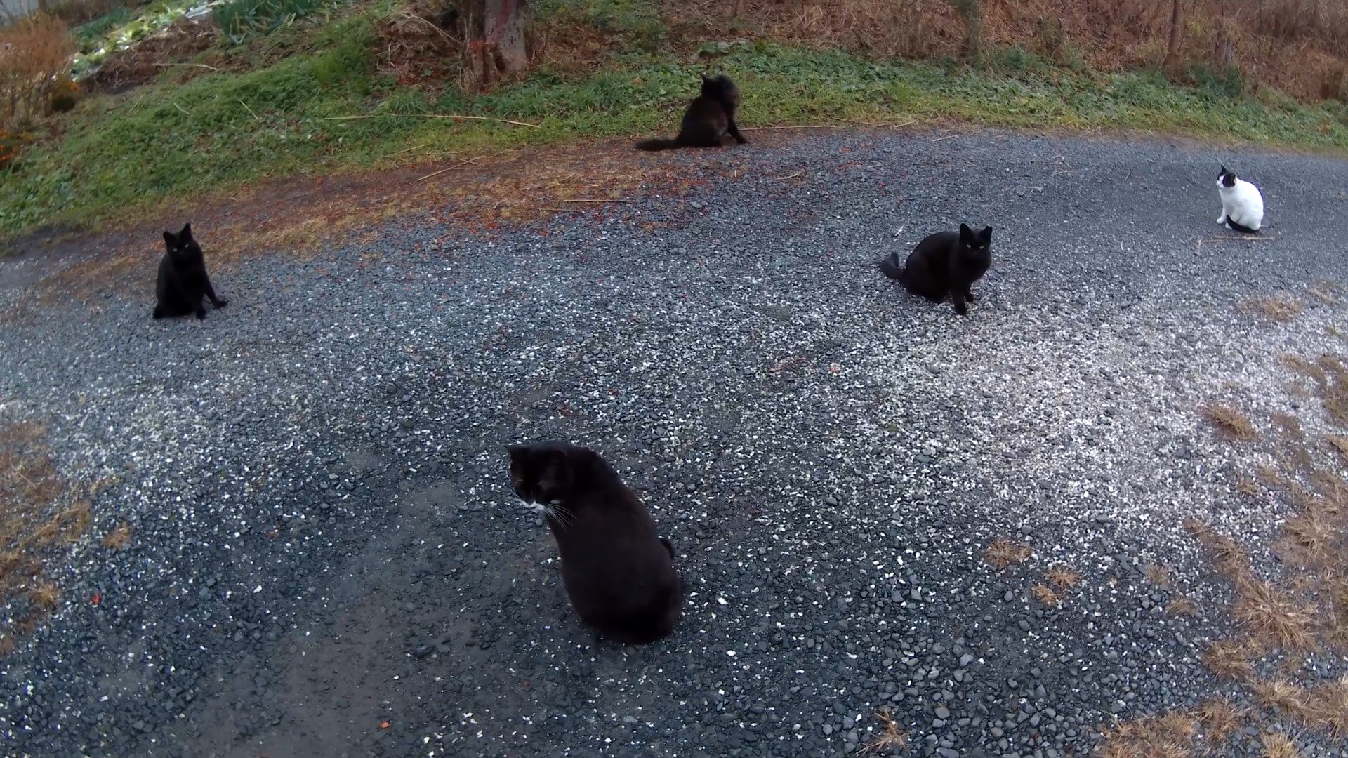 猫の集会