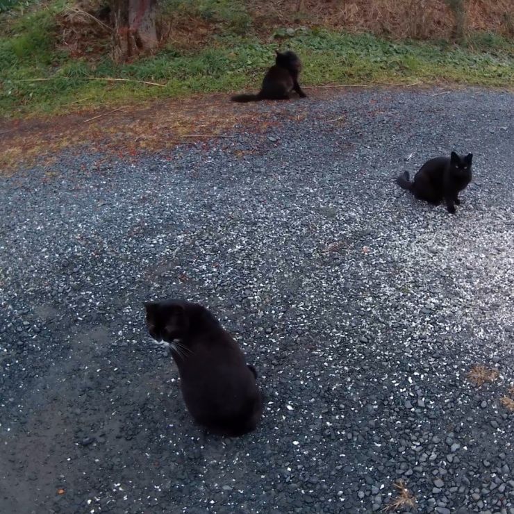 猫の集会