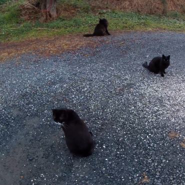 猫の集会