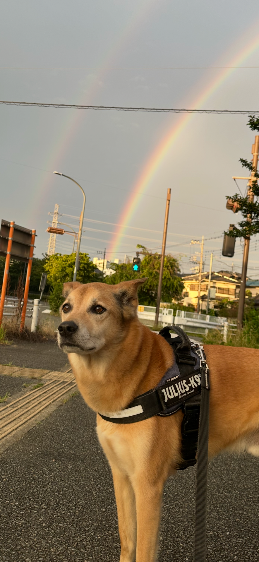幸せのダブルレインボー