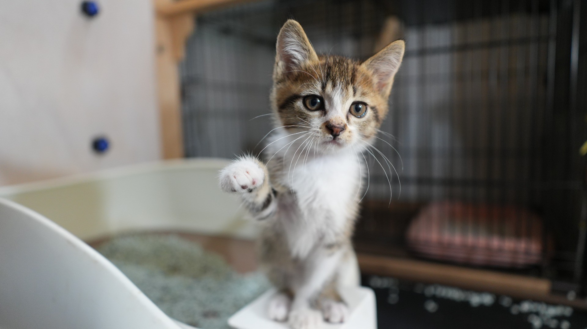 君は、招き猫だったっけ？