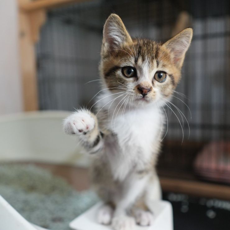 君は、招き猫だったっけ？