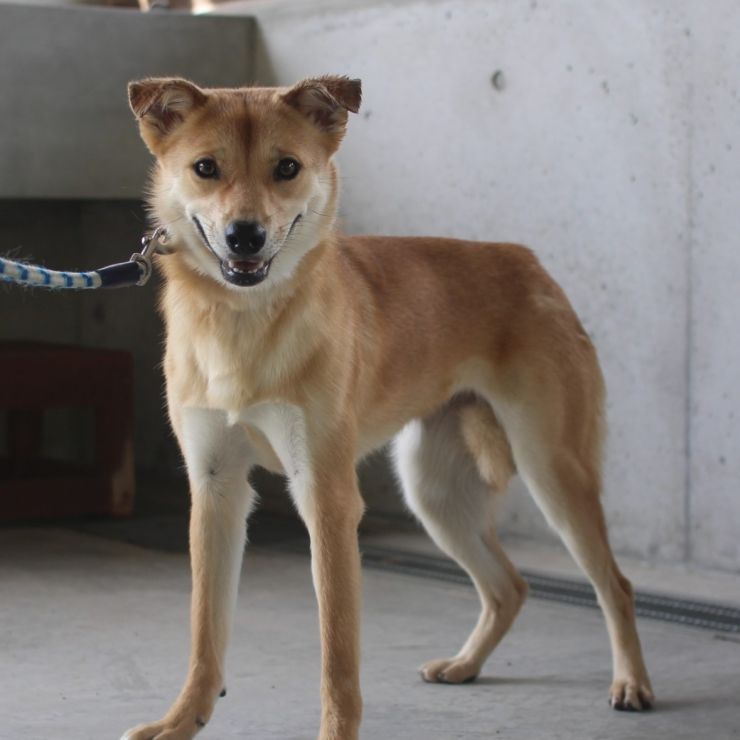 優しい雰囲気の元野犬 🍀若葉ちゃん🍀