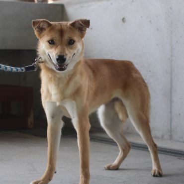 優しい雰囲気の元野犬　🍀若葉ちゃん🍀