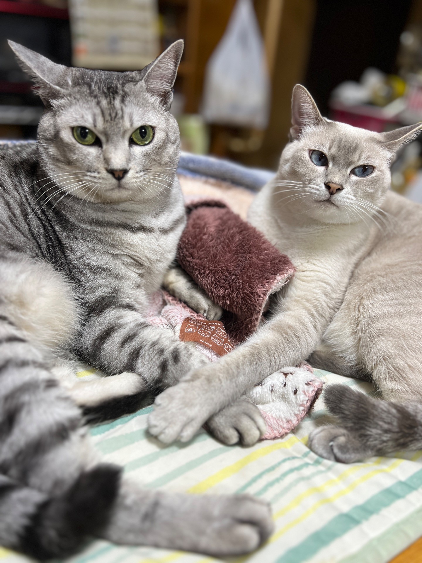 仲良し兄妹　ずっと一緒