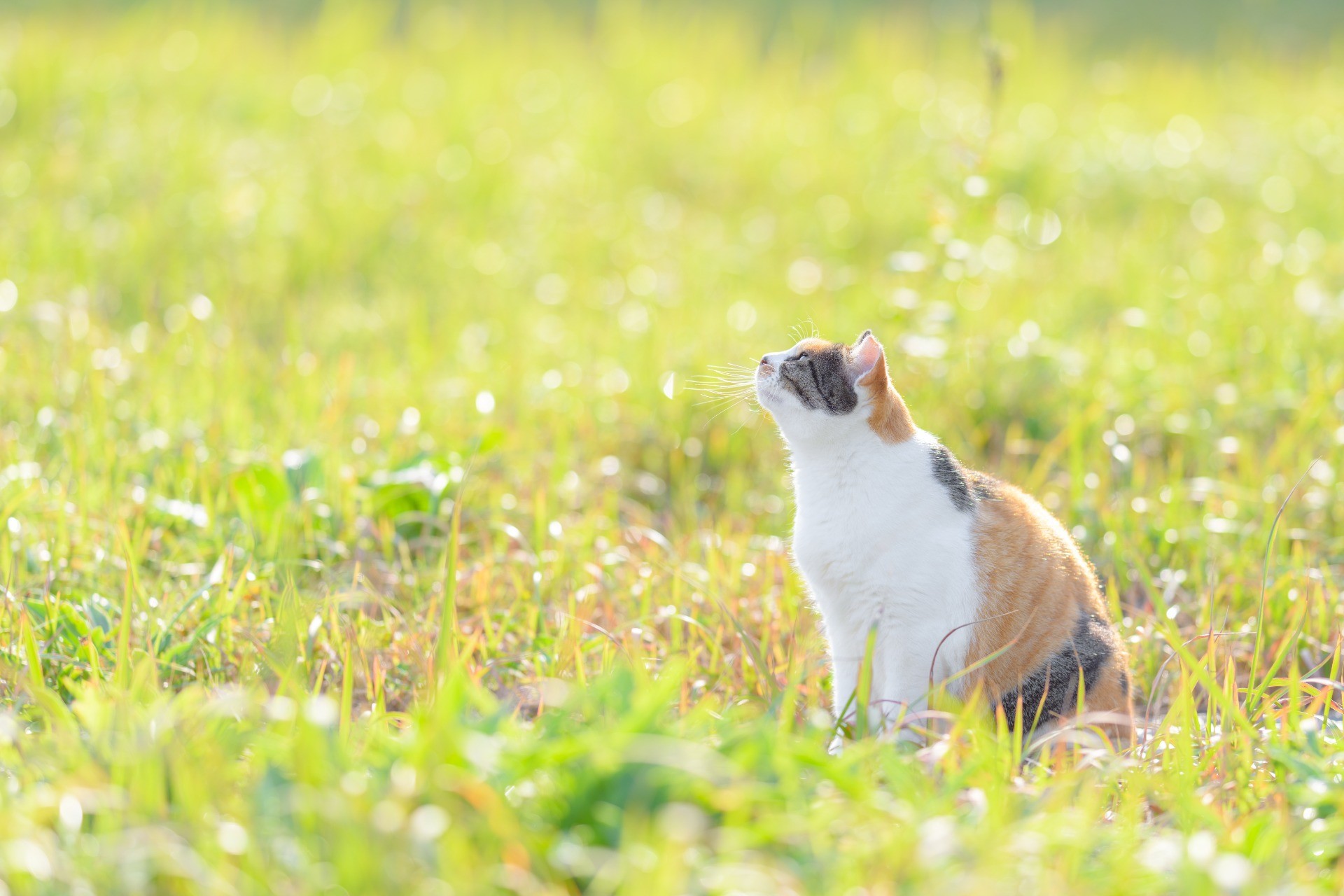 緑あふれる