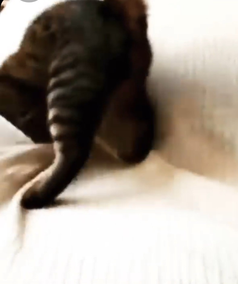 いたずら猫