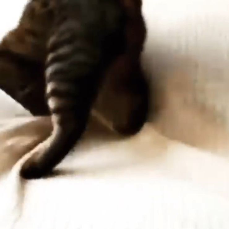 いたずら猫