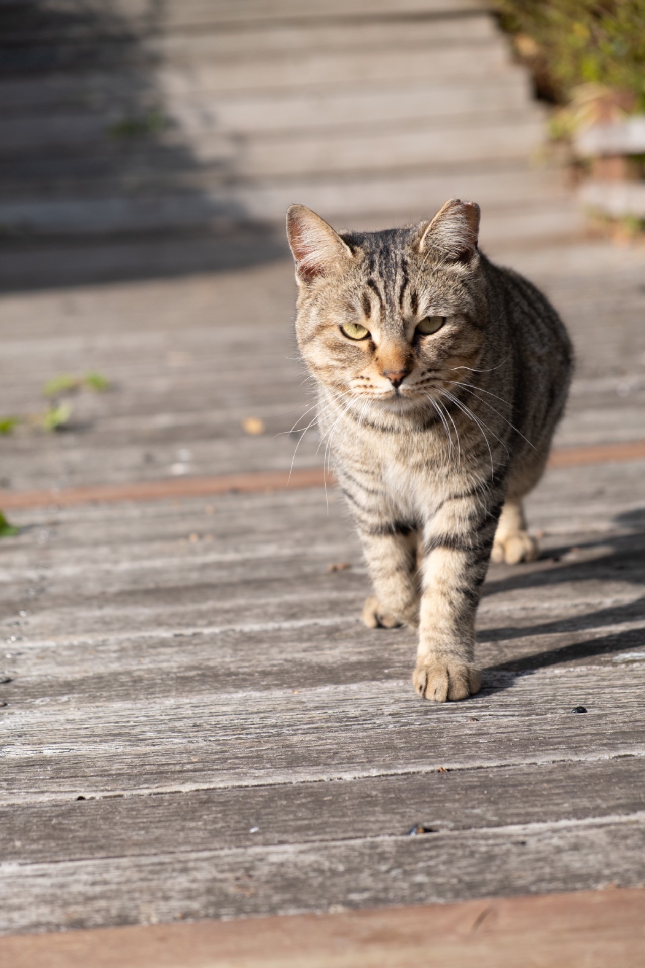 さくらねこ