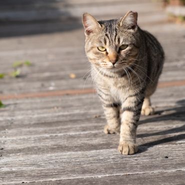 さくらねこ