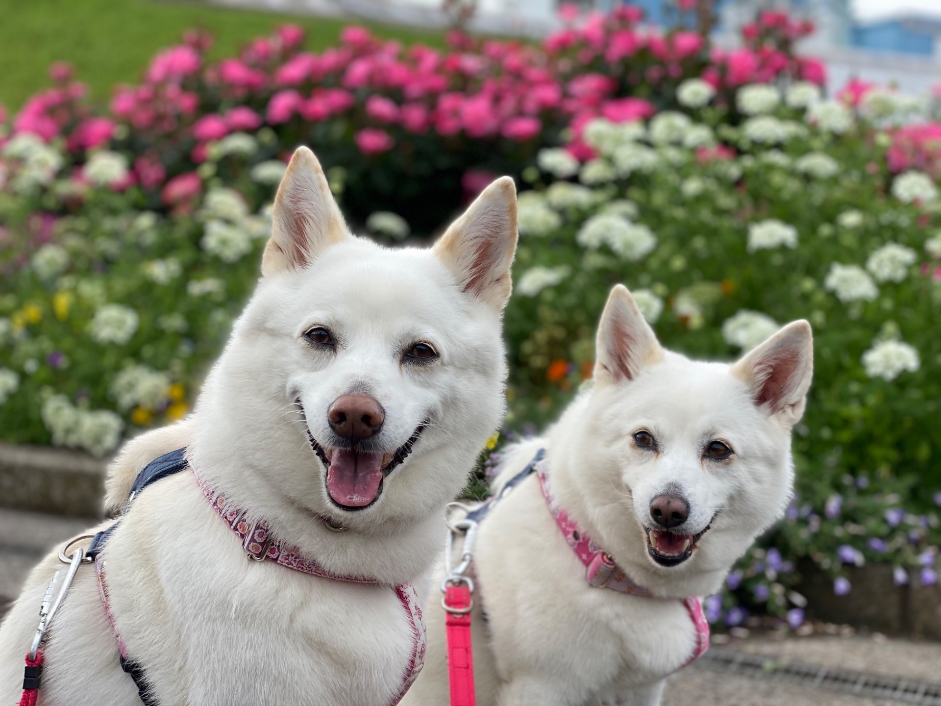 薔薇にも負けない笑顔でパチリ！