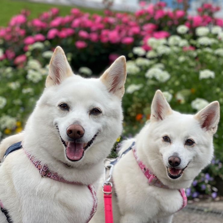薔薇にも負けない笑顔でパチリ！