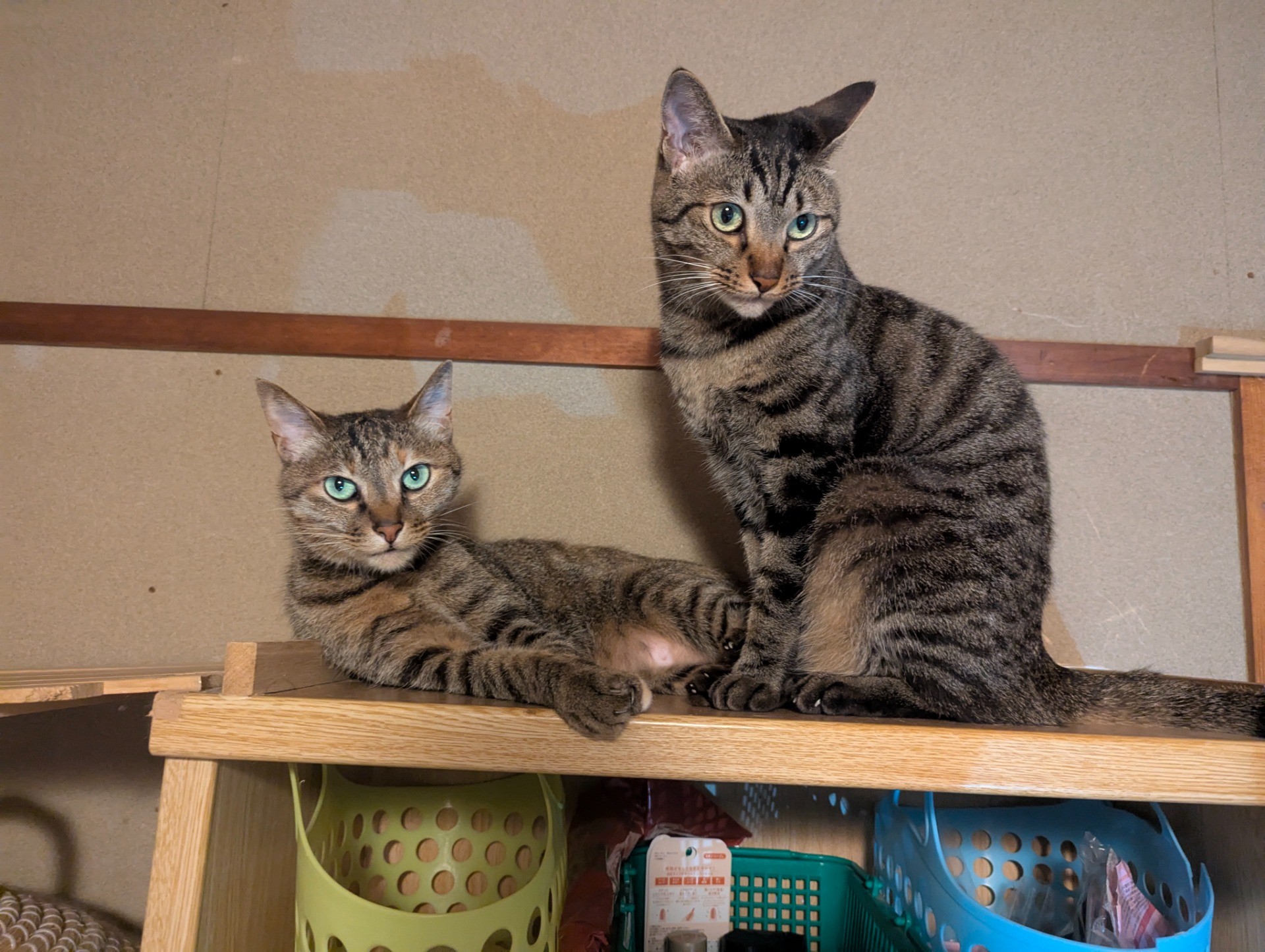 飼い主は見下ろすものよ