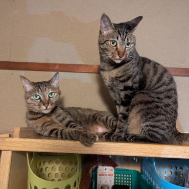 飼い主は見下ろすものよ