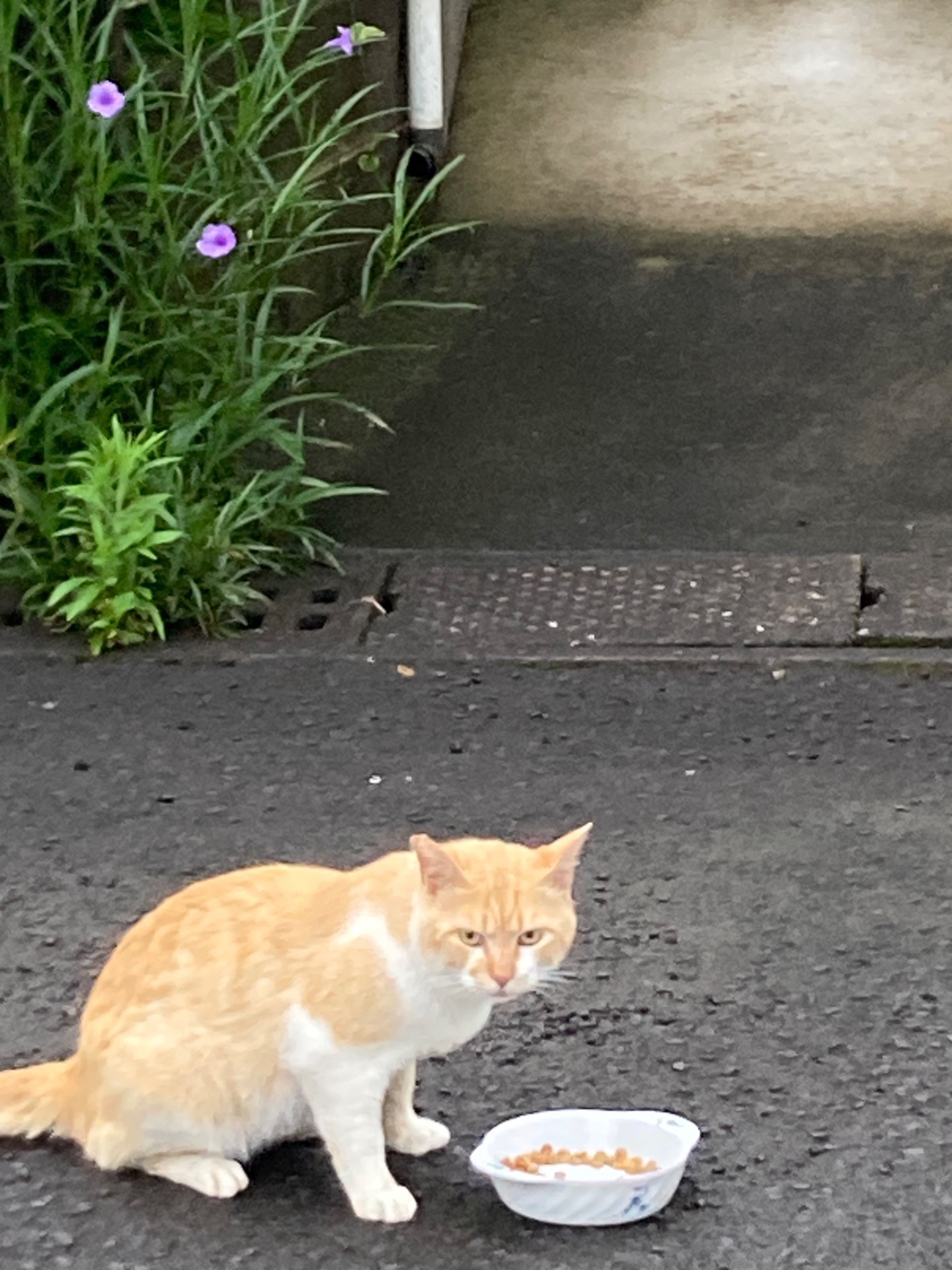 ありがとう