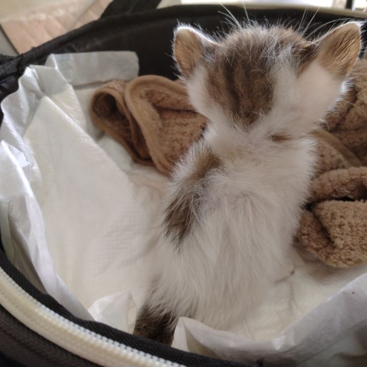 猫は背中で語る