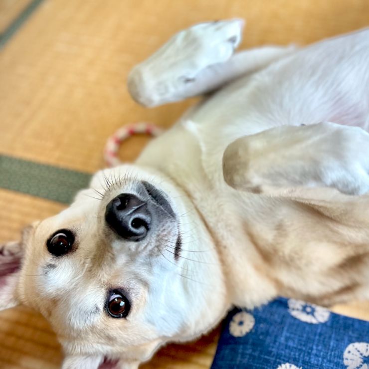 ここが安心できるお家だよ！