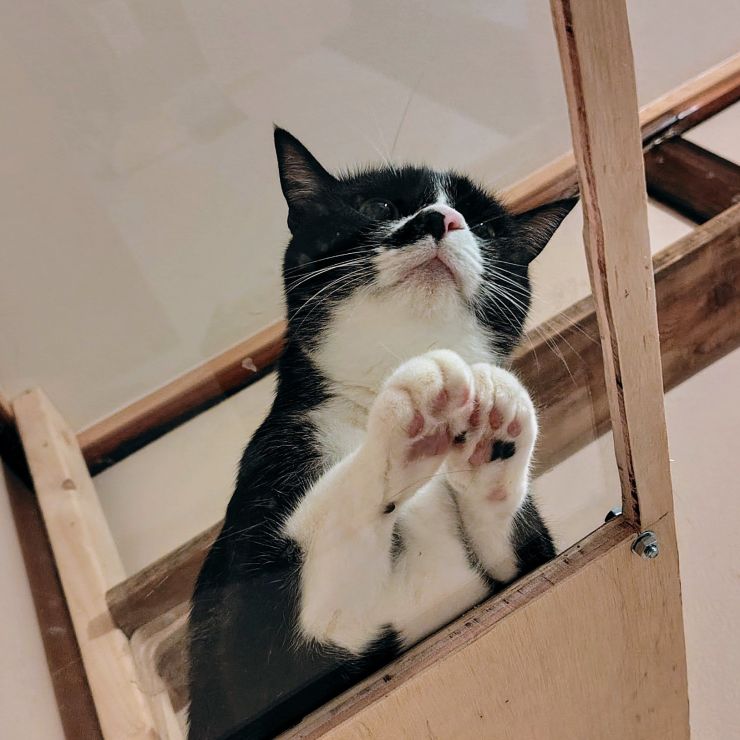 人に厳しく猫に優しい