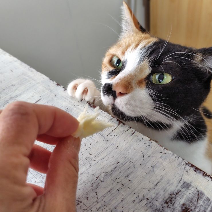 ちょっとちょうだい♪