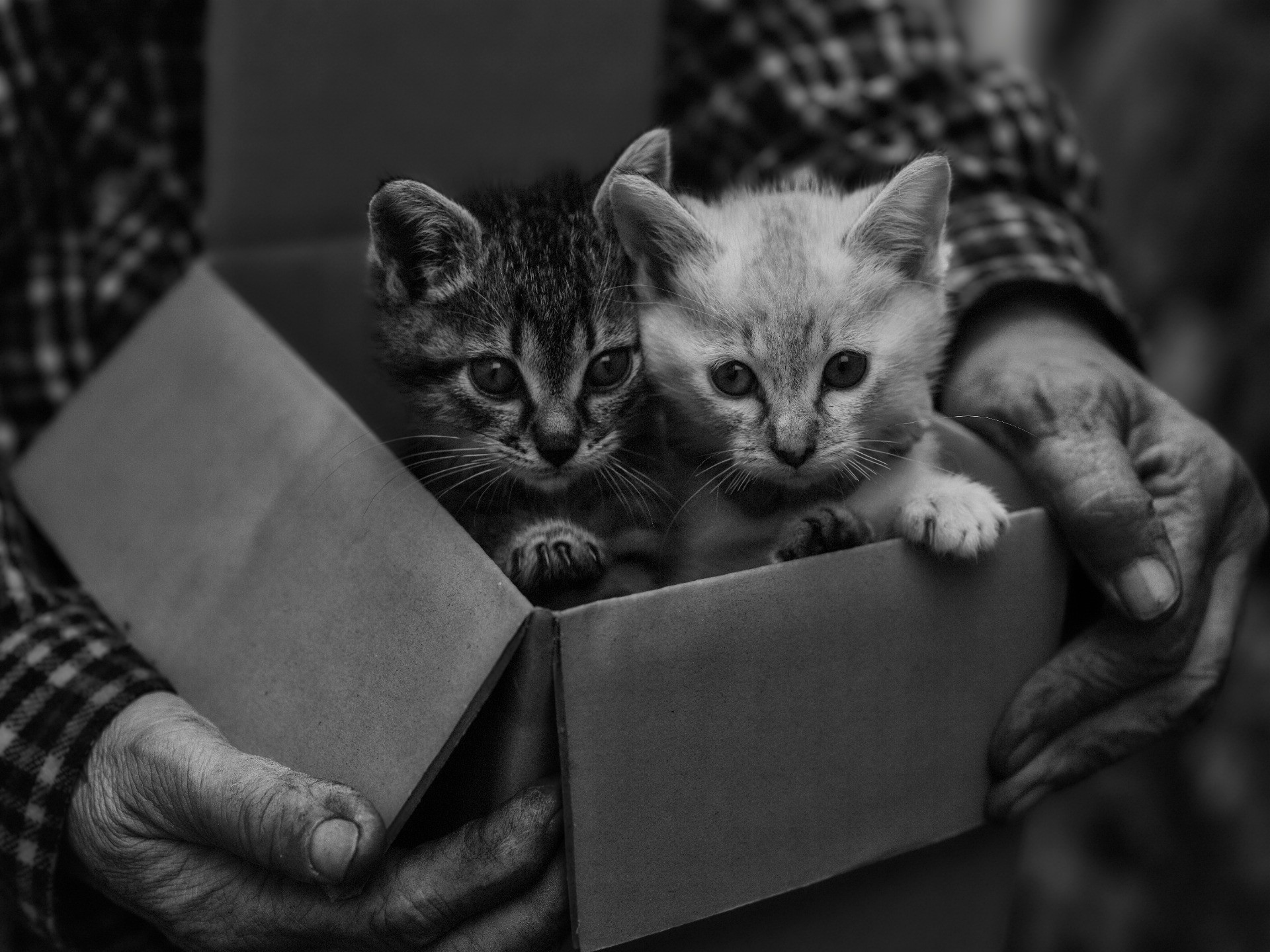 猫と紡ぐ
