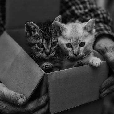 猫と紡ぐ