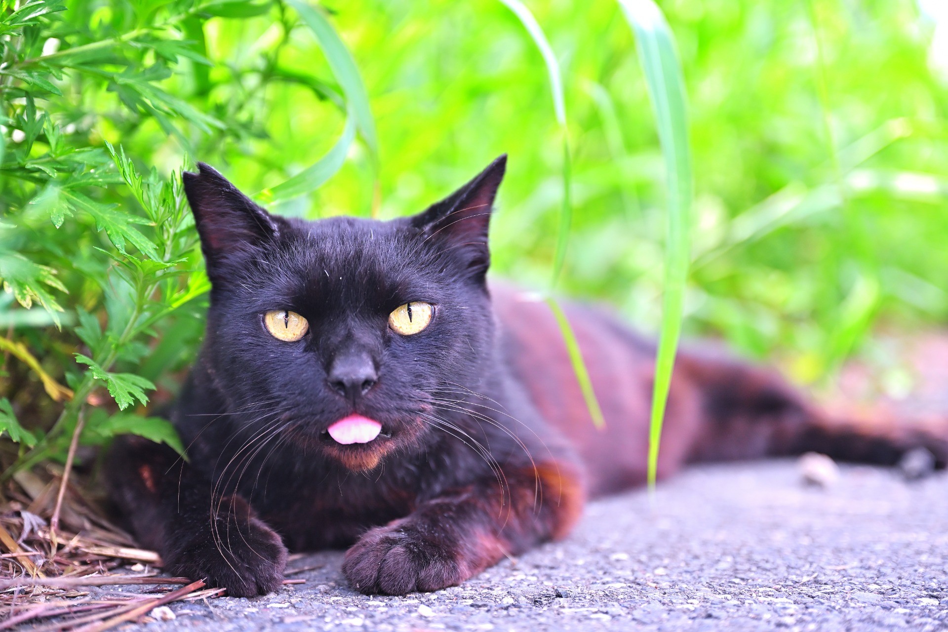 猛暑ニマケズ