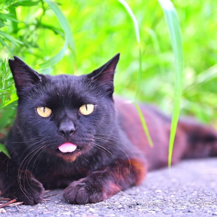 猛暑ニマケズ