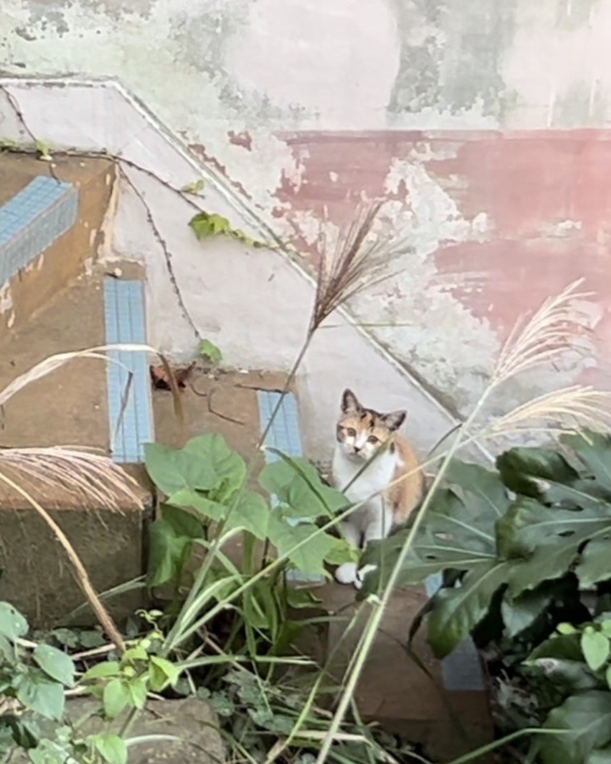 おばあちゃんとTNR
