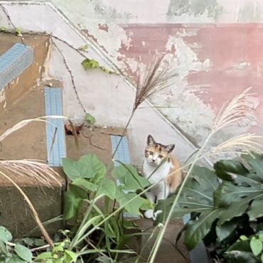 おばあちゃんとTNR